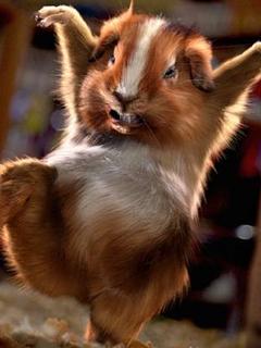 Animal Wallpapers 0006